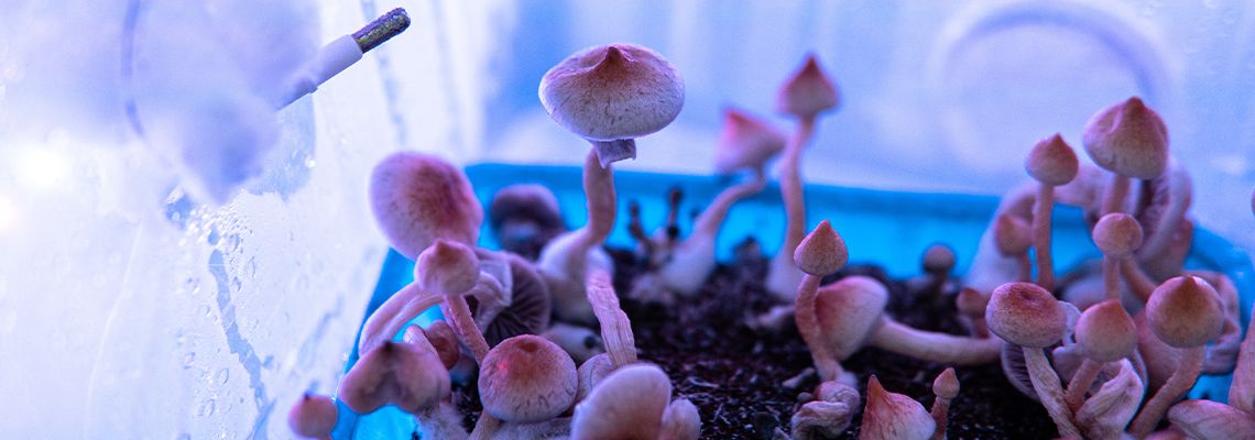 Cultivated Magical Mushrooms